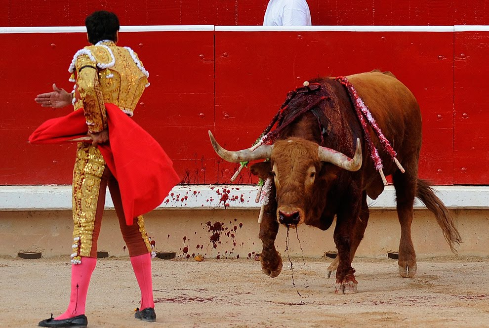 bullfighting hear